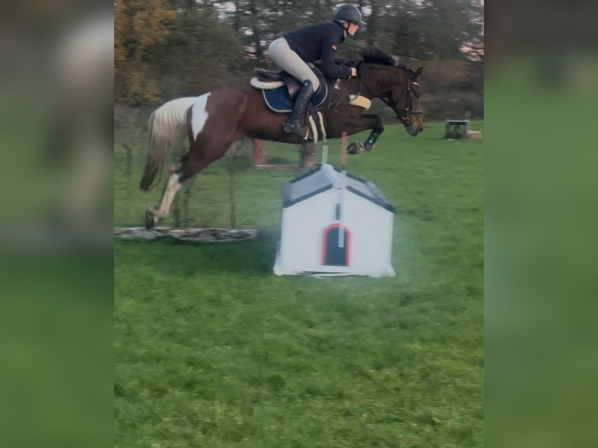 Niemiecki kuc wierzchowy Klacz 6 lat 147 cm Srokata in Osnabr&#xFC;ck