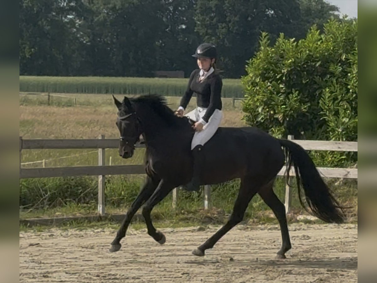 Niemiecki kuc wierzchowy Klacz 6 lat 148 cm Kara in Egestorf