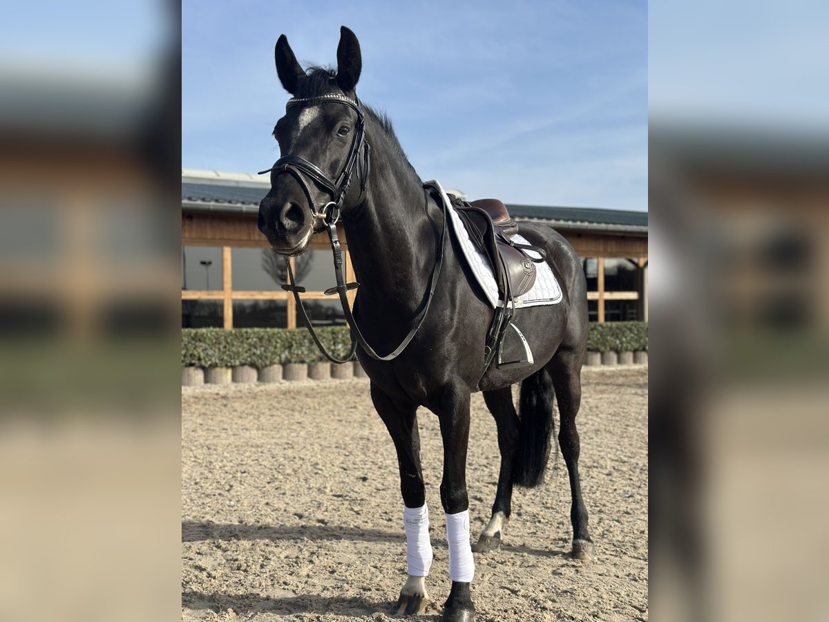 Niemiecki kuc wierzchowy Klacz 6 lat 148 cm Kara in Wipperfürth