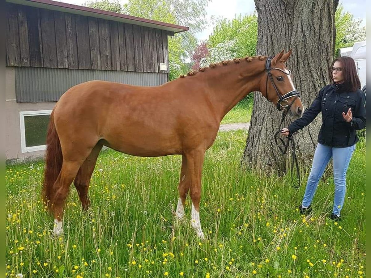 Niemiecki kuc wierzchowy Klacz 6 lat 148 cm Kasztanowata in Plech