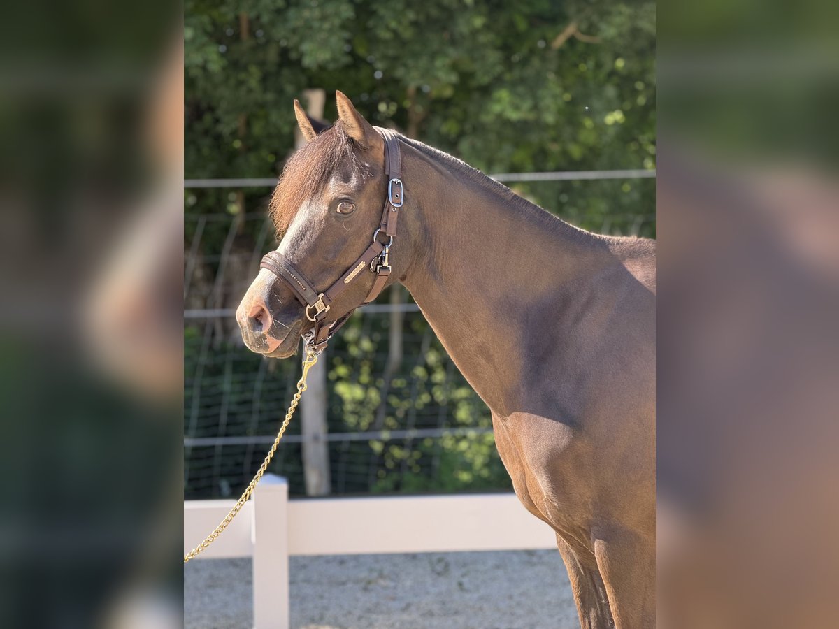 Niemiecki kuc wierzchowy Klacz 6 lat 151 cm Ciemnogniada in H&#xFC;lben