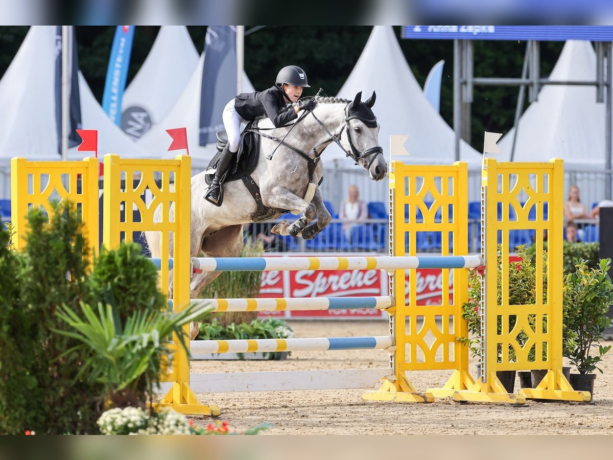Niemiecki kuc wierzchowy Klacz 7 lat 149 cm Siwa jabłkowita in Braunschweig
