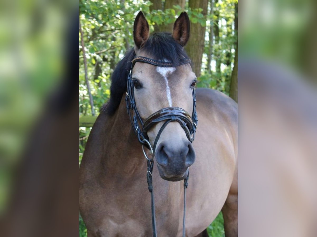 Niemiecki kuc wierzchowy Klacz 8 lat 143 cm Jelenia in Bassum