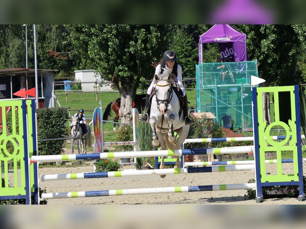 Niemiecki kuc wierzchowy Klacz 8 lat 148 cm Siwa in Buchen Waldhausen