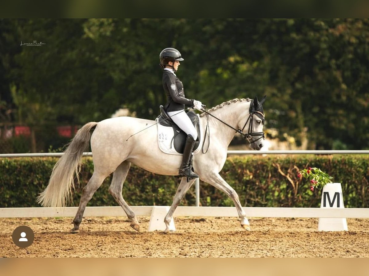 Niemiecki kuc wierzchowy Klacz 8 lat 148 cm Siwa in Heinsberg