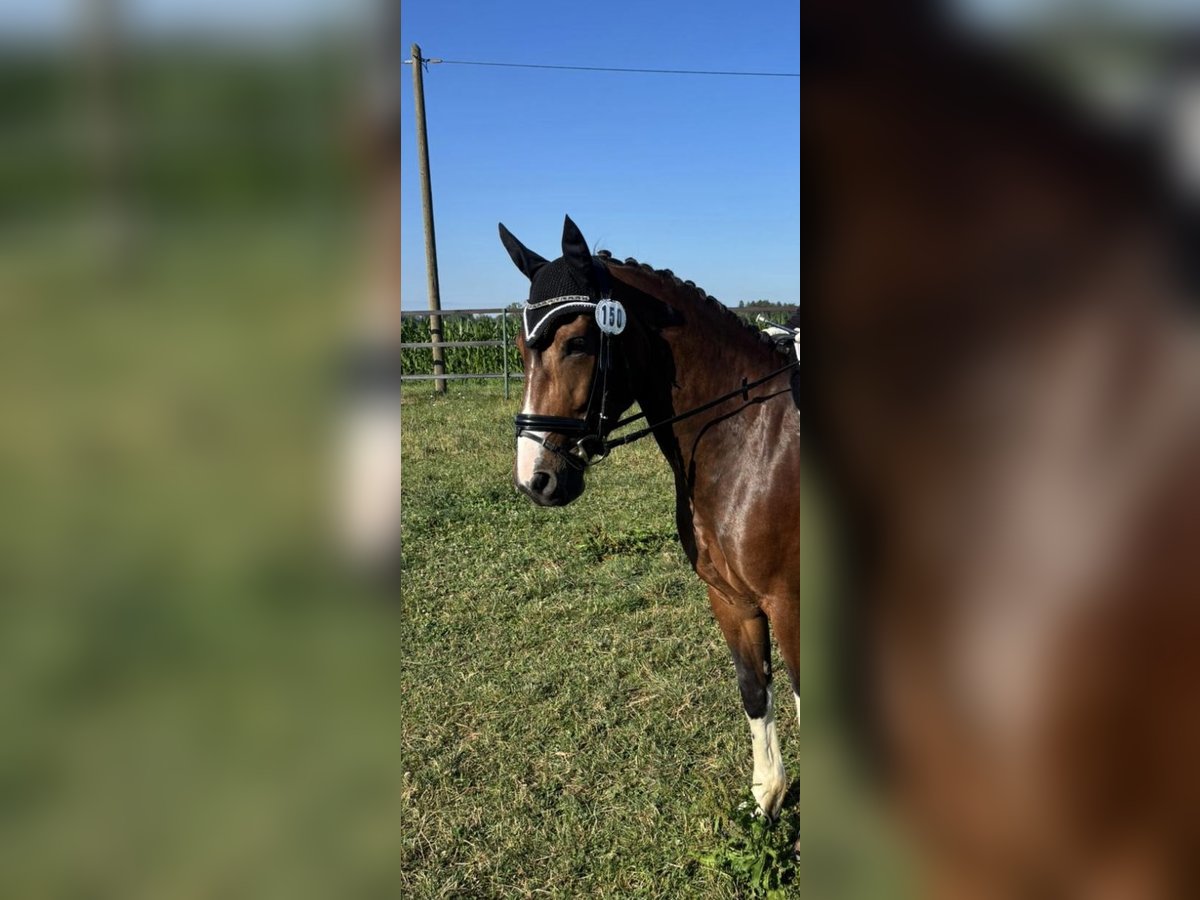 Niemiecki kuc wierzchowy Mix Klacz 8 lat 152 cm Srokata in P&#xFC;rgen