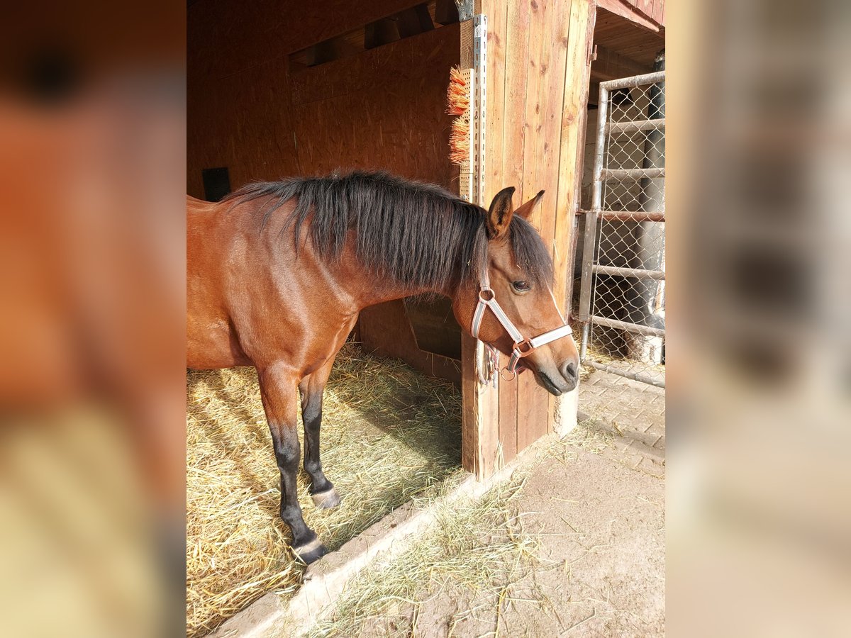 Niemiecki kuc wierzchowy Klacz 9 lat 145 cm Gniada in Rastatt