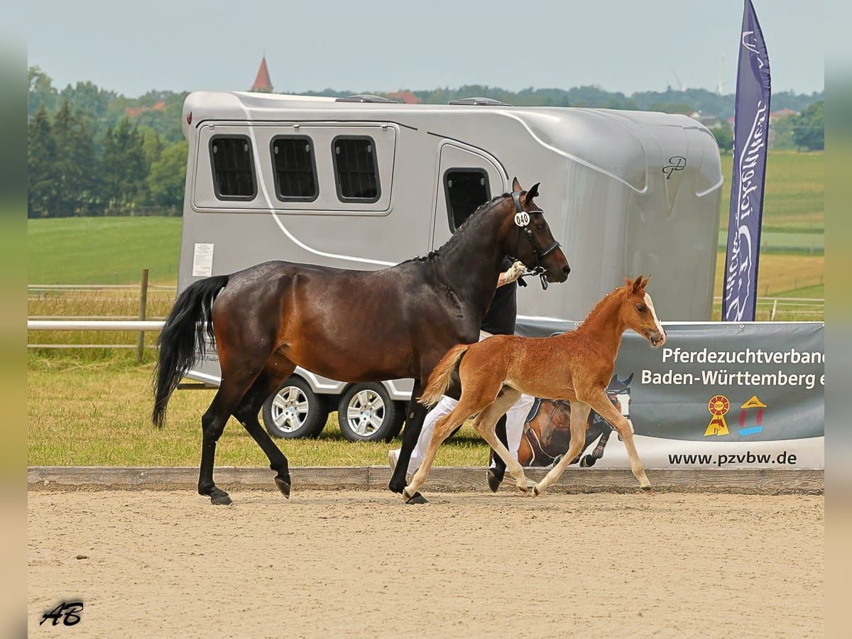 Niemiecki kuc wierzchowy Klacz  147 cm Kasztanowata in Sonnenb&#xFC;hl