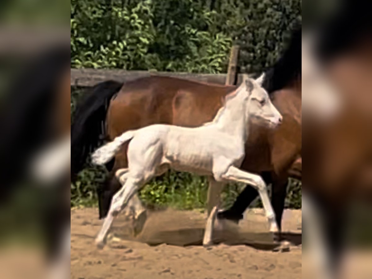 Niemiecki kuc wierzchowy Klacz  148 cm Cremello in Bad M&#xFC;nder am Deister