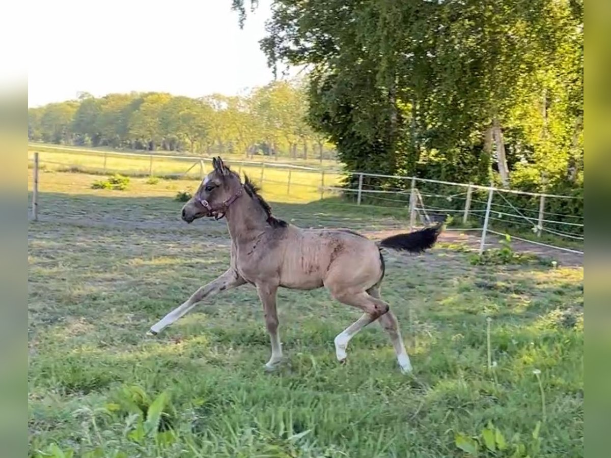 Niemiecki kuc wierzchowy Klacz  155 cm Jelenia in Krummh&#xF6;rn