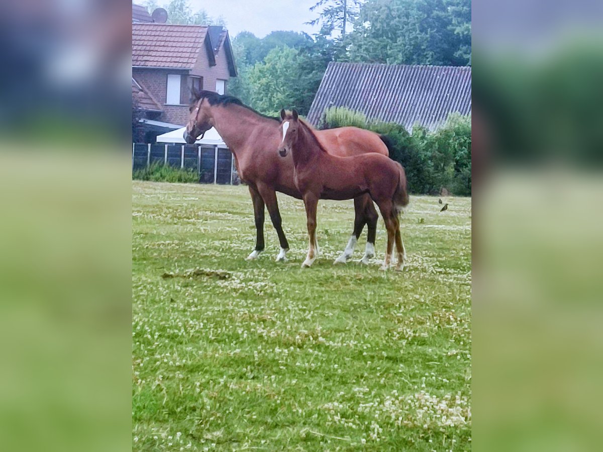 Niemiecki kuc wierzchowy Klacz Źrebak (04/2025) Ciemnokasztanowata in Ahlen Niemiecki kuc wierzchowy Klacz Źrebak (04/2025) Ciemnokasztanowata in Ahlen