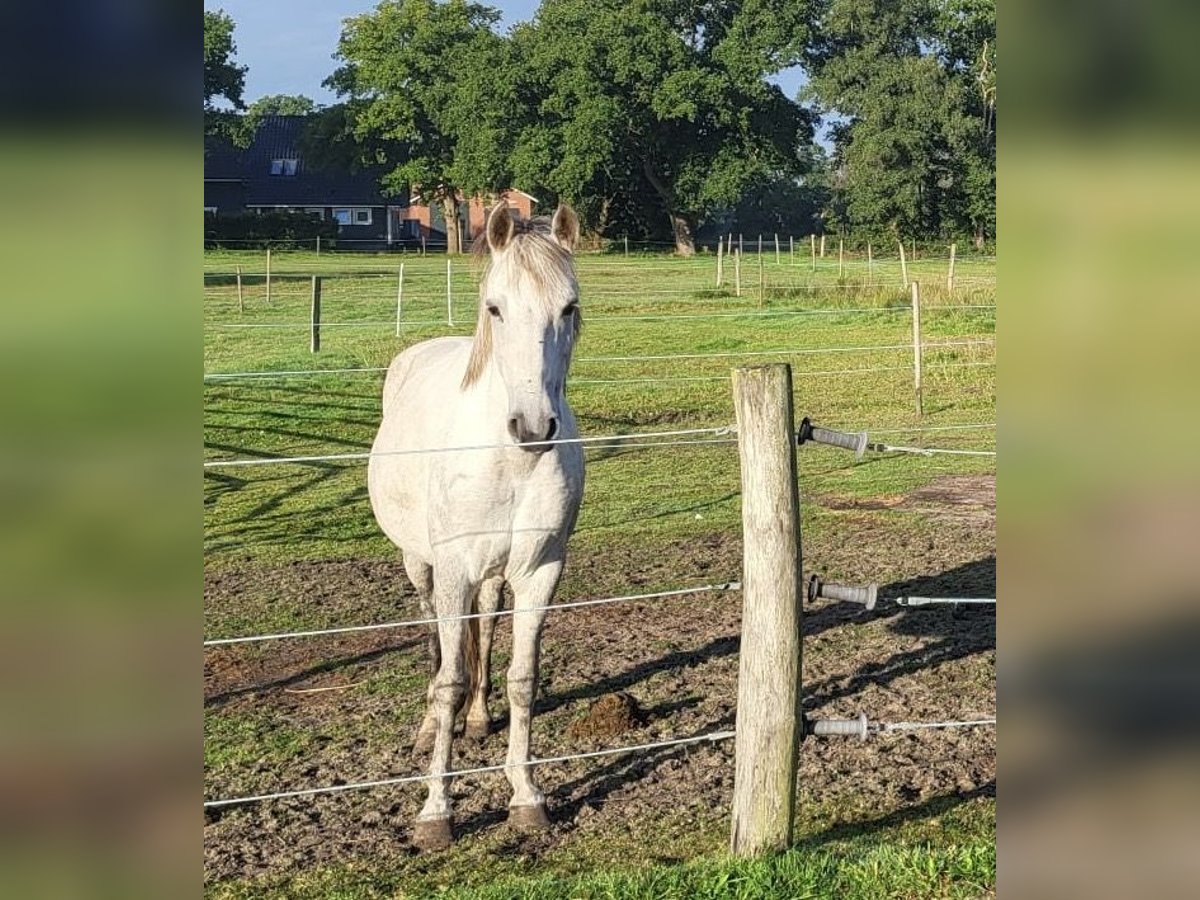 Niemiecki kuc wierzchowy Ogier 10 lat 145 cm Siwa in Leer (Ostfriesland)Leer