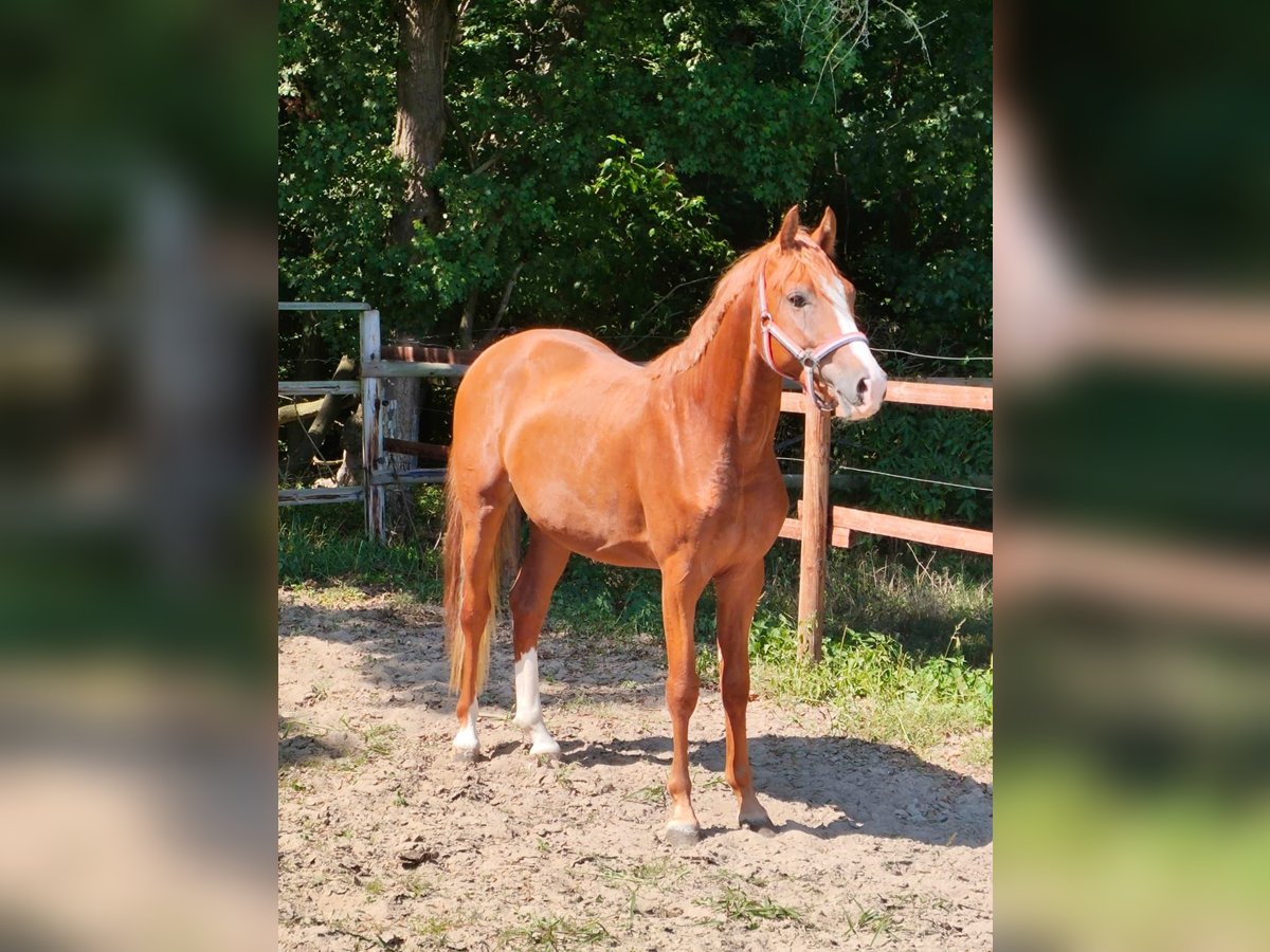 Niemiecki kuc wierzchowy Ogier 2 lat 148 cm Kasztanowata in Vienenburg