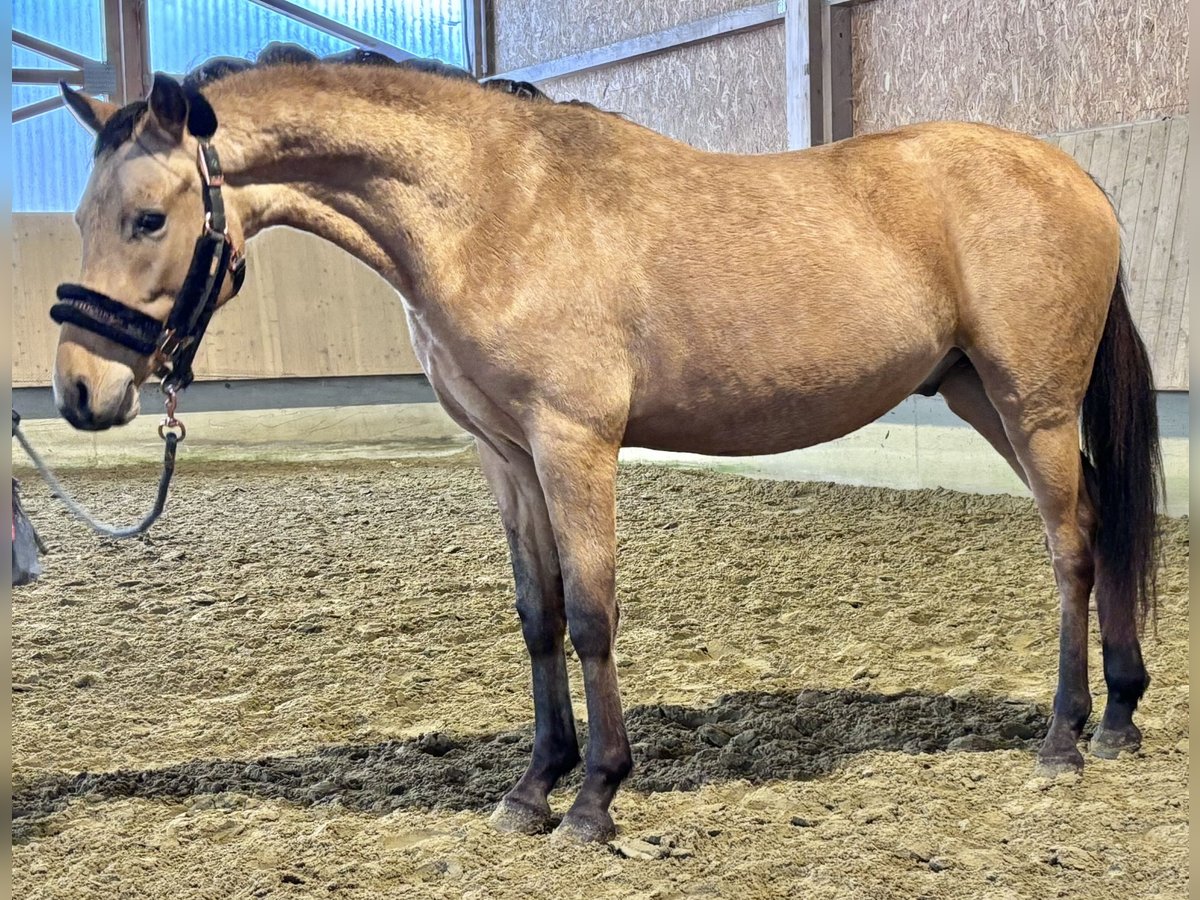 Niemiecki kuc wierzchowy Ogier 3 lat 143 cm Bułana in Langenenslingen