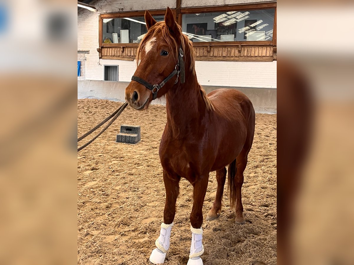 Niemiecki kuc wierzchowy Ogier 3 lat 144 cm Kasztanowata in Vettweiß