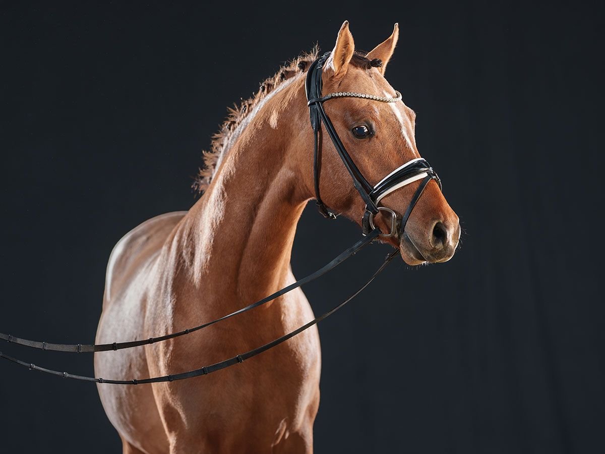 Niemiecki kuc wierzchowy Ogier 3 lat 146 cm Bułana in Bedburg