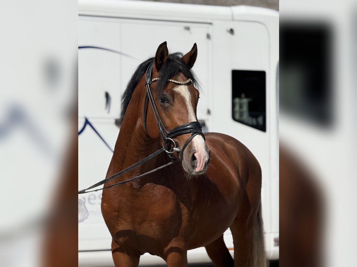 Niemiecki kuc wierzchowy Ogier 3 lat 150 cm Gniada in Vettweiß