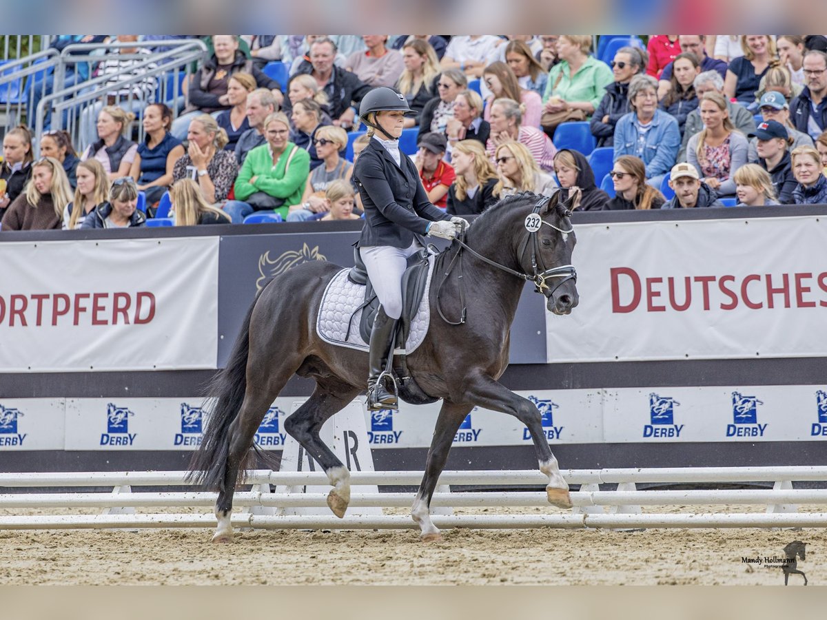 Niemiecki kuc wierzchowy Ogier 4 lat 146 cm Kara in Ahrensburg