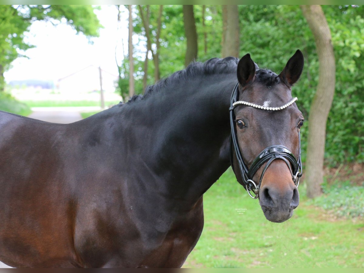 Niemiecki kuc wierzchowy Ogier 5 lat 147 cm Ciemnogniada in Recke, bei Osnabrück