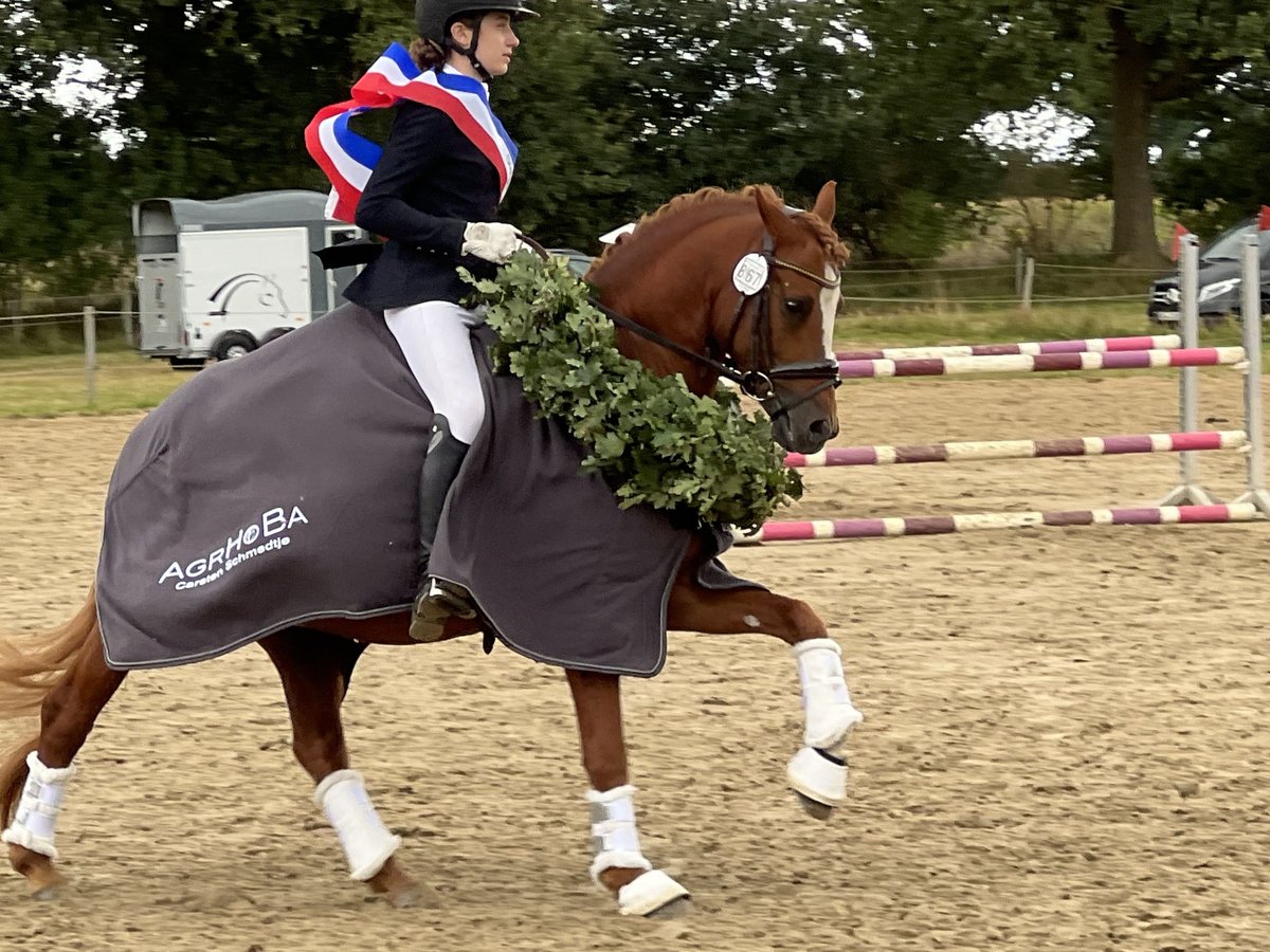 Niemiecki kuc wierzchowy Ogier 7 lat 145 cm Kasztanowata in Todenb&#xFC;ttel