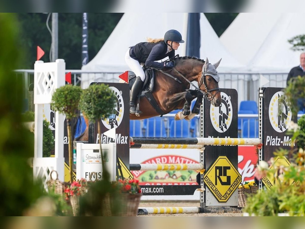 Niemiecki kuc wierzchowy Ogier 7 lat 147 cm Ciemnogniada in Süderlügum