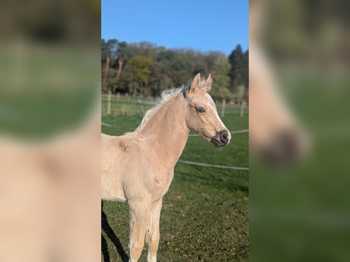 Niemiecki kuc wierzchowy Ogier  145 cm Izabelowata in Münster