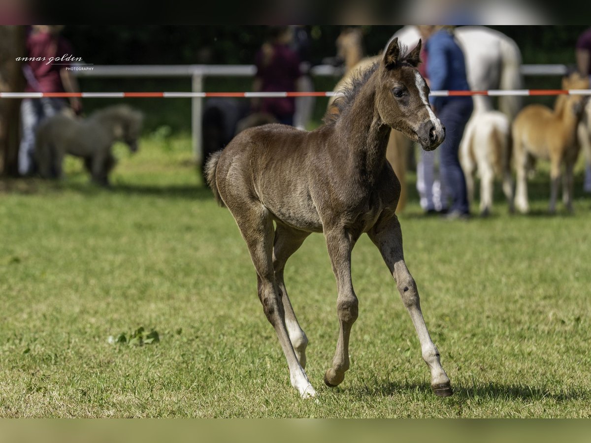 Niemiecki kuc wierzchowy Ogier Źrebak (03/2025) 146 cm Ciemnogniada in Schneidenbach