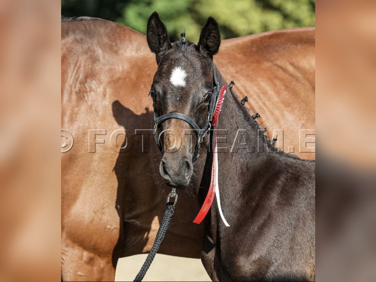 Niemiecki kuc wierzchowy Ogier Źrebak (06/2025) 155 cm in Gresten
