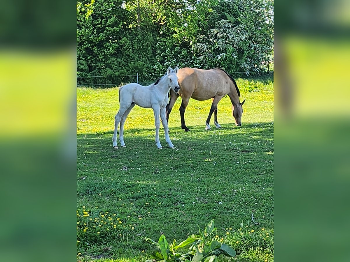 Niemiecki kuc wierzchowy Ogier  Bułana in Rietberg
