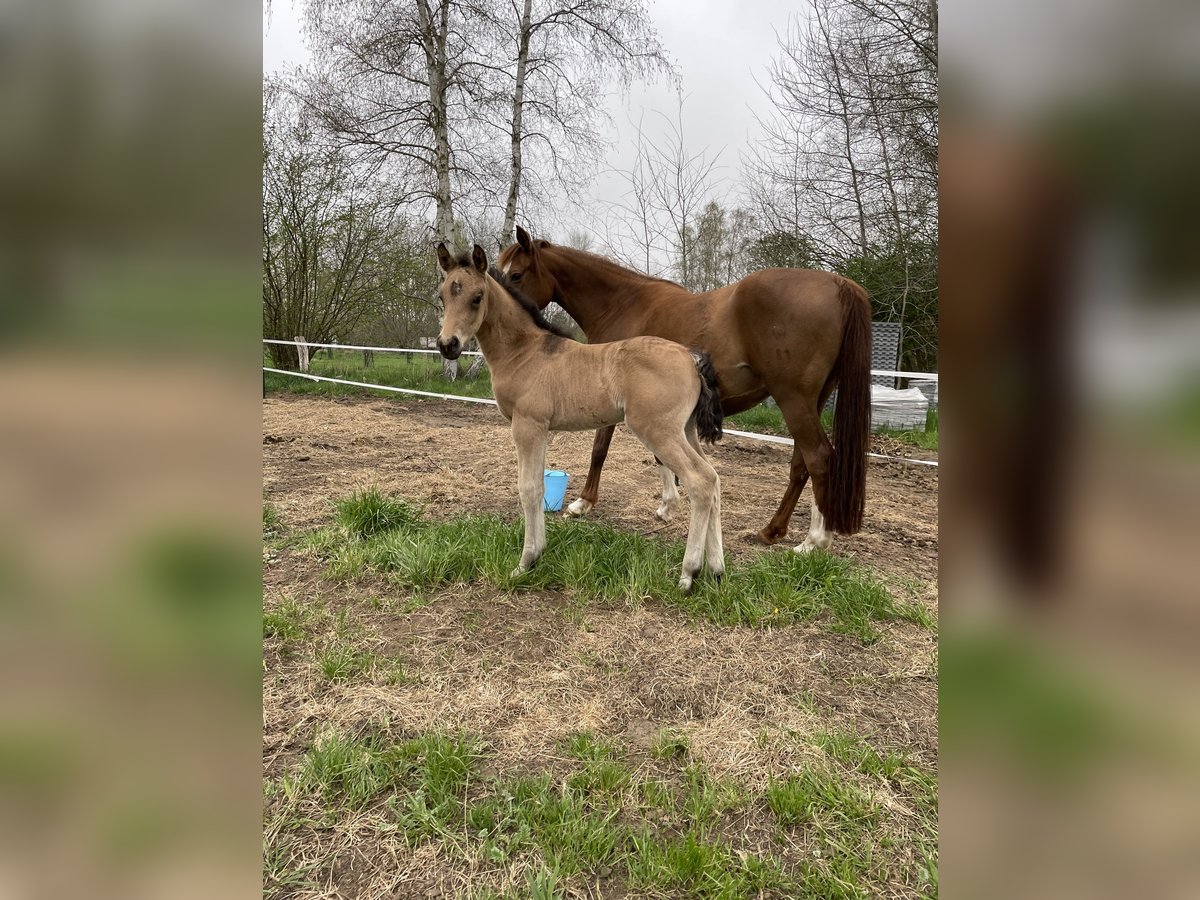 Niemiecki kuc wierzchowy Ogier  Jelenia in Bienenb&#xFC;ttel