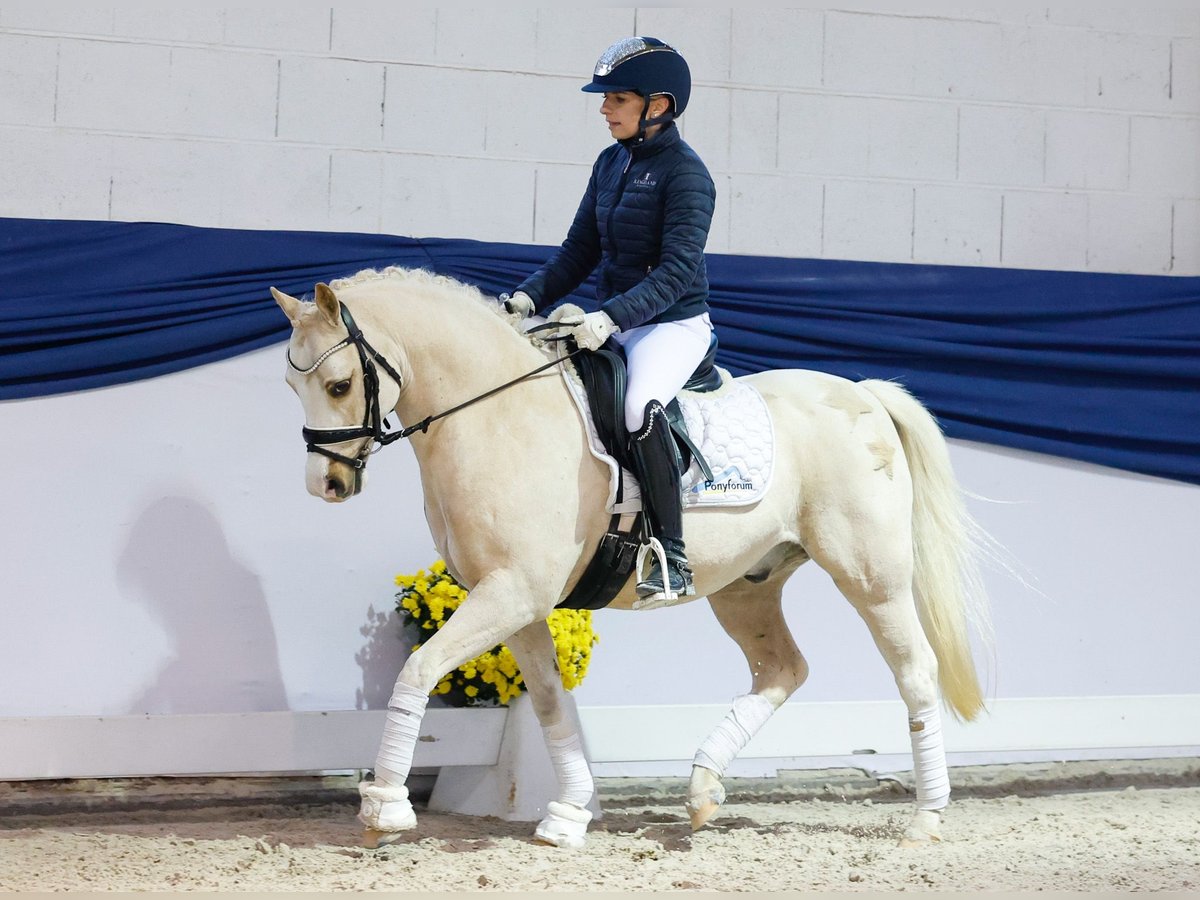 Niemiecki kuc wierzchowy Wałach 10 lat 133 cm Izabelowata in Marsberg