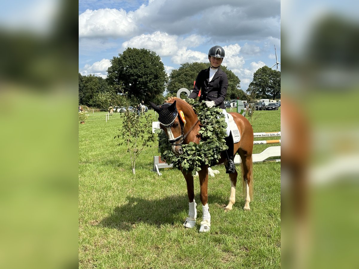 Niemiecki kuc wierzchowy Wałach 10 lat 148 cm Kasztanowata in Schmalfeld