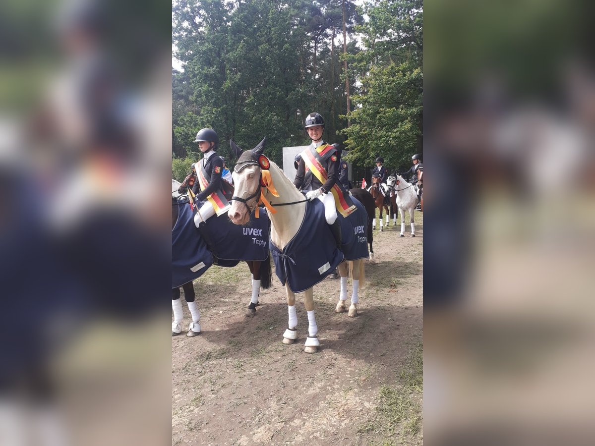 Niemiecki kuc wierzchowy Wałach 16 lat 148 cm Cremello in R&#xF6;dinghausen
