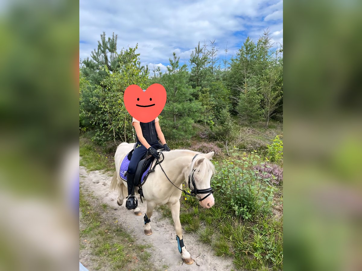 Niemiecki kuc wierzchowy Mix Wałach 17 lat 117 cm Cremello in Bippen
