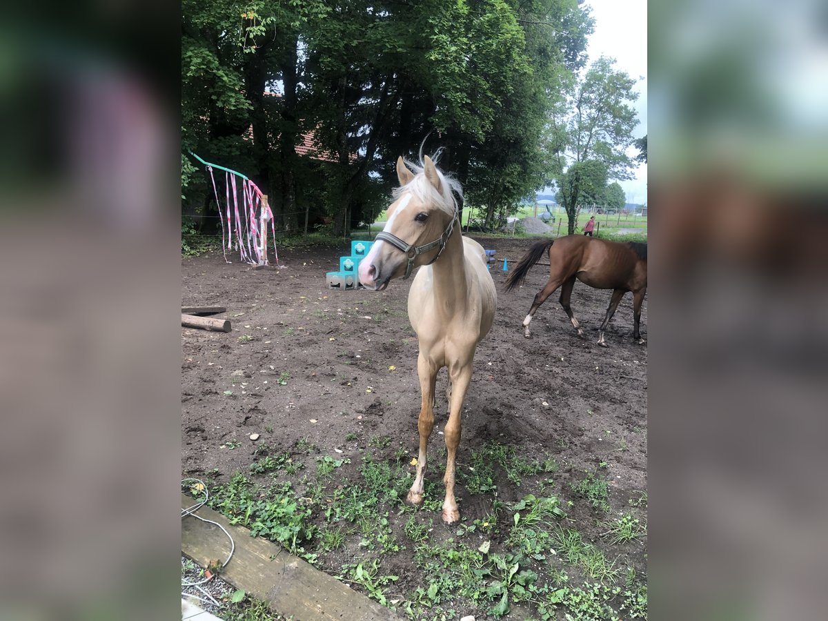 Niemiecki kuc wierzchowy Wałach 1 Rok Izabelowata in Dietmannsried