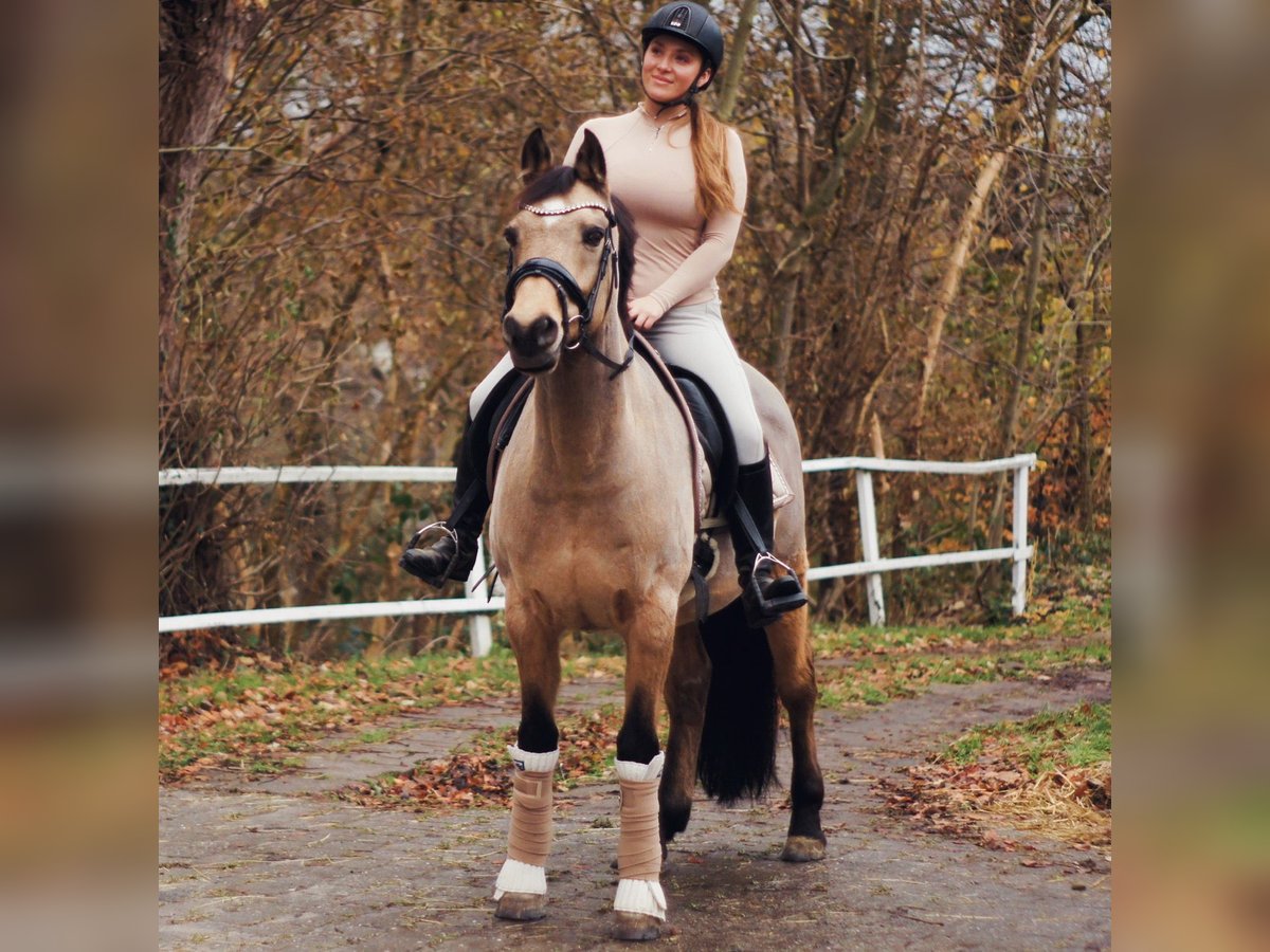 Niemiecki kuc wierzchowy Wałach 20 lat 152 cm Bułana in Dortmund
