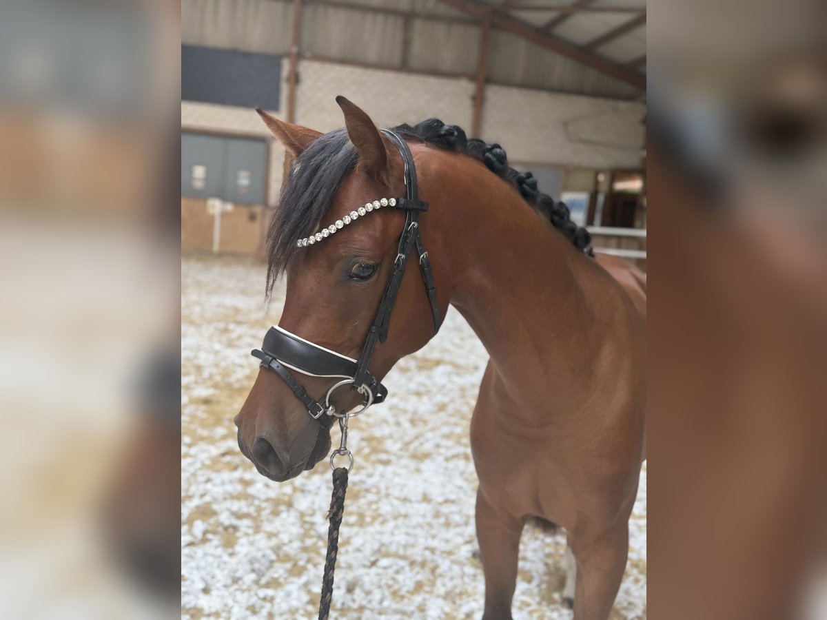 Niemiecki kuc wierzchowy Mix Wałach 2 lat 142 cm Ciemnogniada in Isterberg
