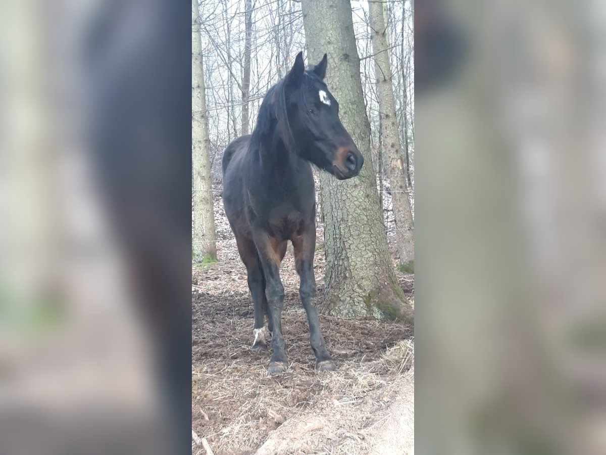 Niemiecki kuc wierzchowy Wałach 2 lat 148 cm Skarogniada in Billigheim-Ingenheim Niemiecki kuc wierzchowy Wałach 2 lat 148 cm Skarogniada in Billigheim-Ingenheim