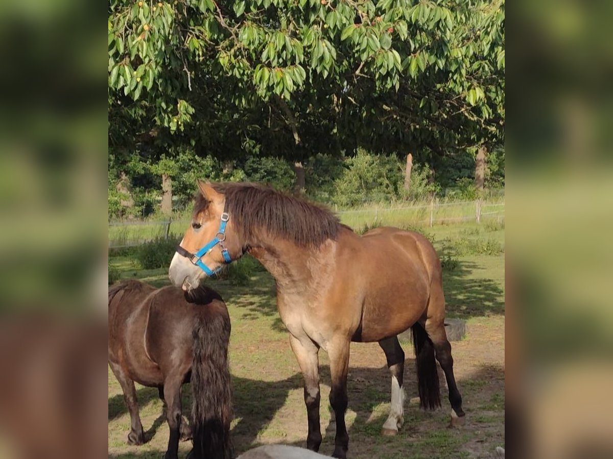 Niemiecki kuc wierzchowy Wałach 3 lat 142 cm Gniada in Hille