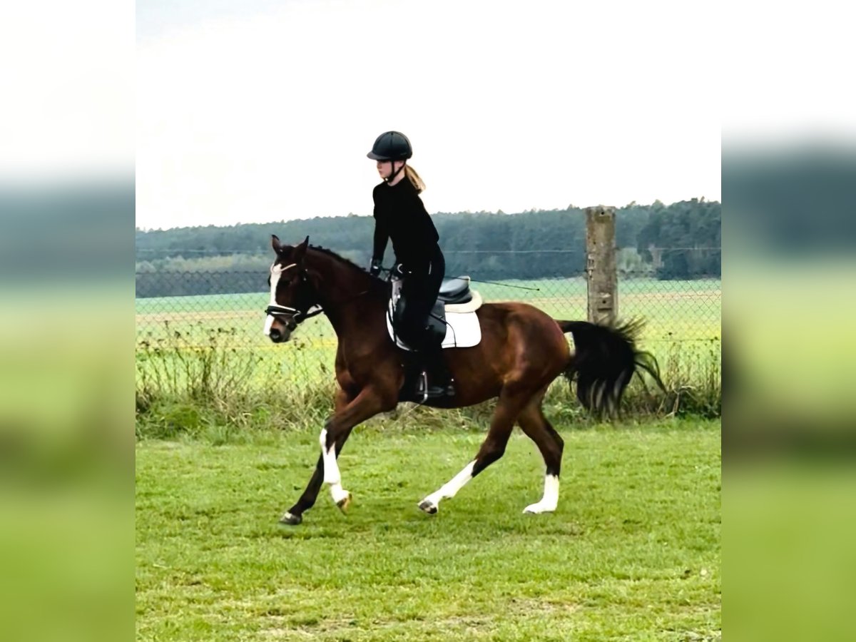 Niemiecki kuc wierzchowy Wałach 3 lat 148 cm Gniada in Flechtingen