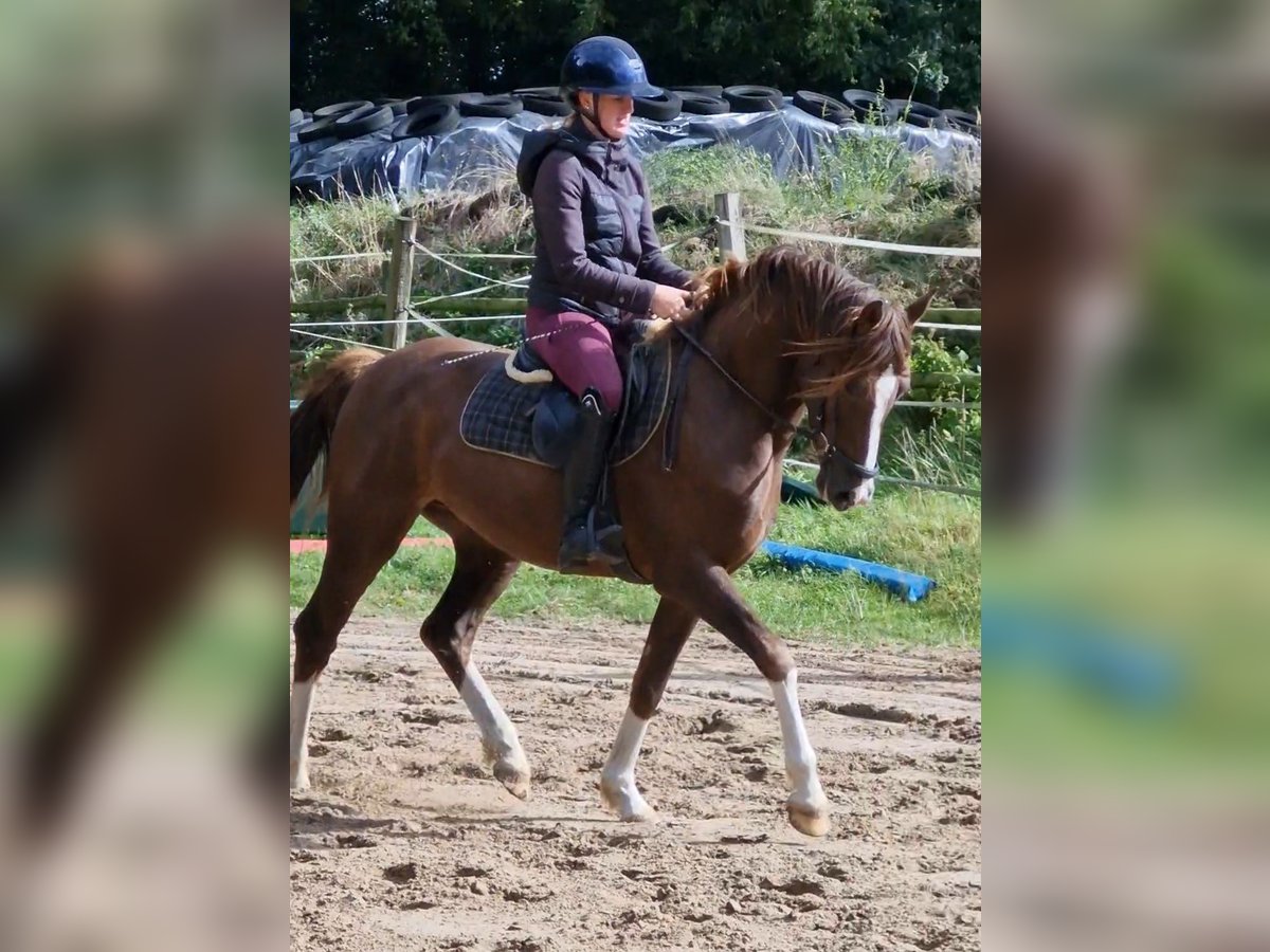 Niemiecki kuc wierzchowy Mix Wałach 3 lat 150 cm Ciemnokasztanowata in Ritterhude