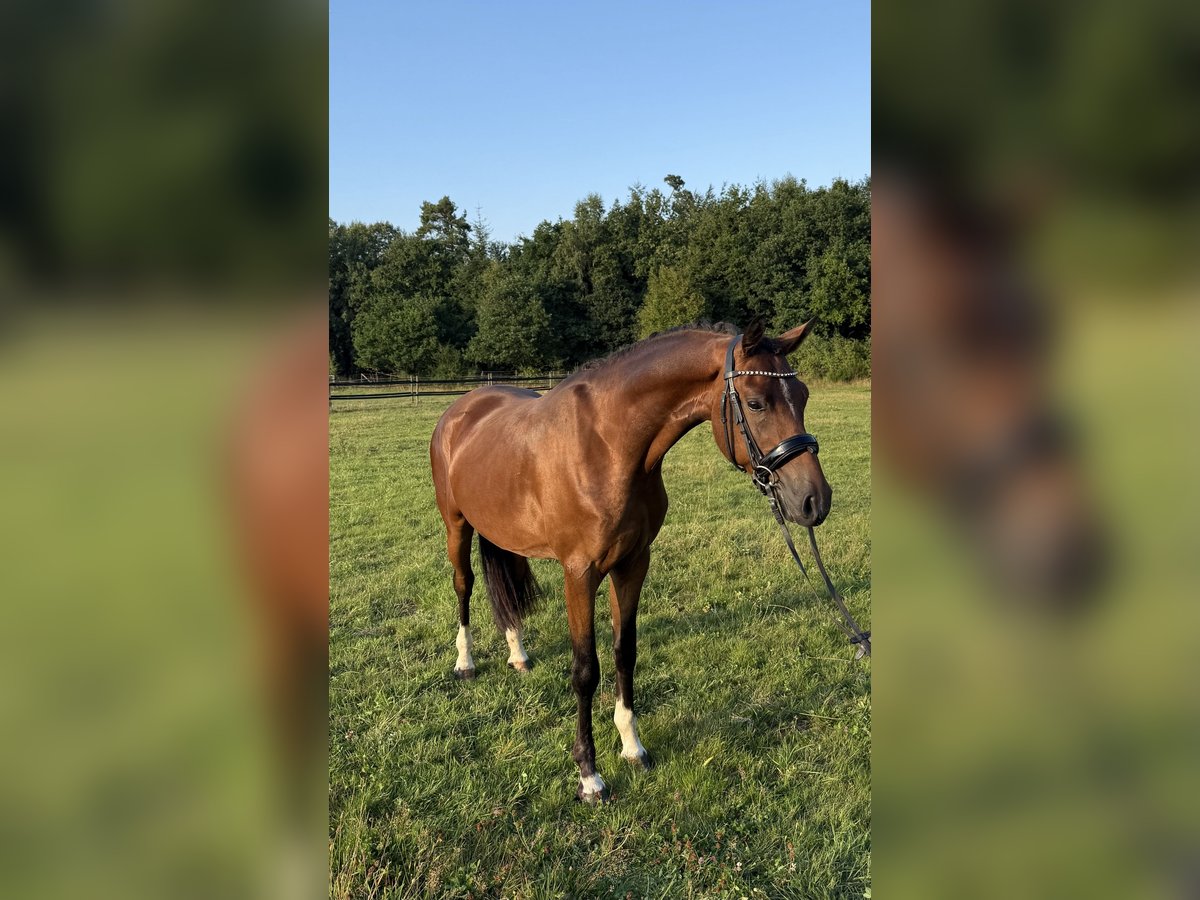 Niemiecki kuc wierzchowy Wałach 3 lat 151 cm Gniada in Heinzenbach