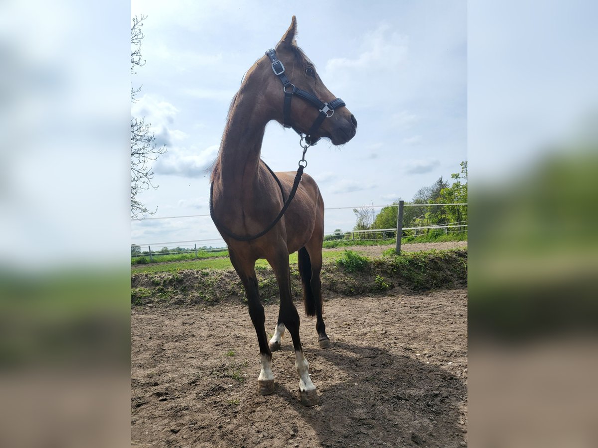Niemiecki kuc wierzchowy Wałach 4 lat 144 cm Jelenia in Langwedel