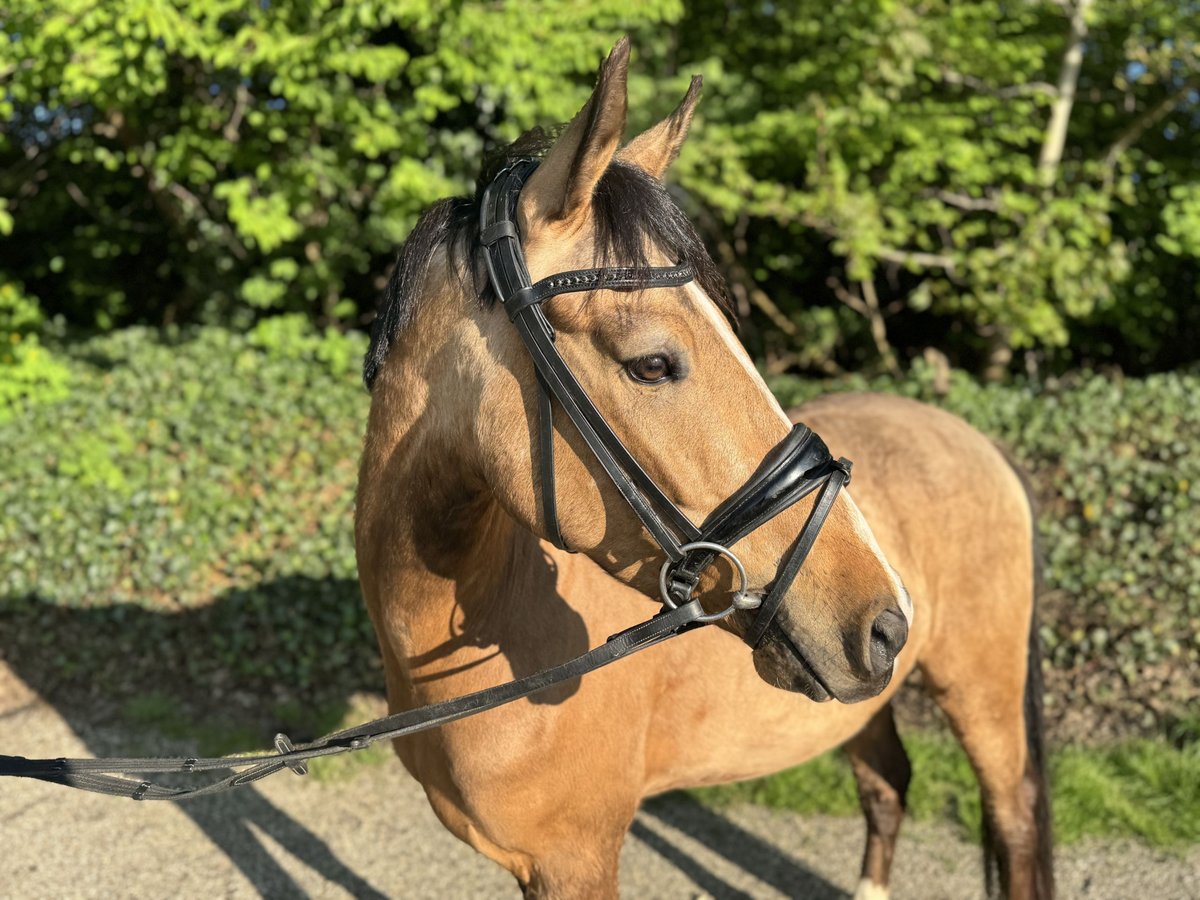 Niemiecki kuc wierzchowy Wałach 4 lat 145 cm Bułana in OberhausenOberhausen