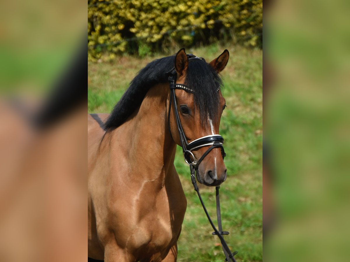 Niemiecki kuc wierzchowy Wałach 4 lat 146 cm Bułana in F&#xFC;rstenau