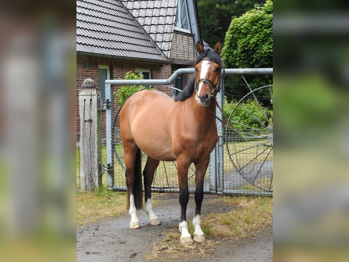 Niemiecki kuc wierzchowy Wałach 4 lat 147 cm Bułana in Bremerv&#xF6;rde
