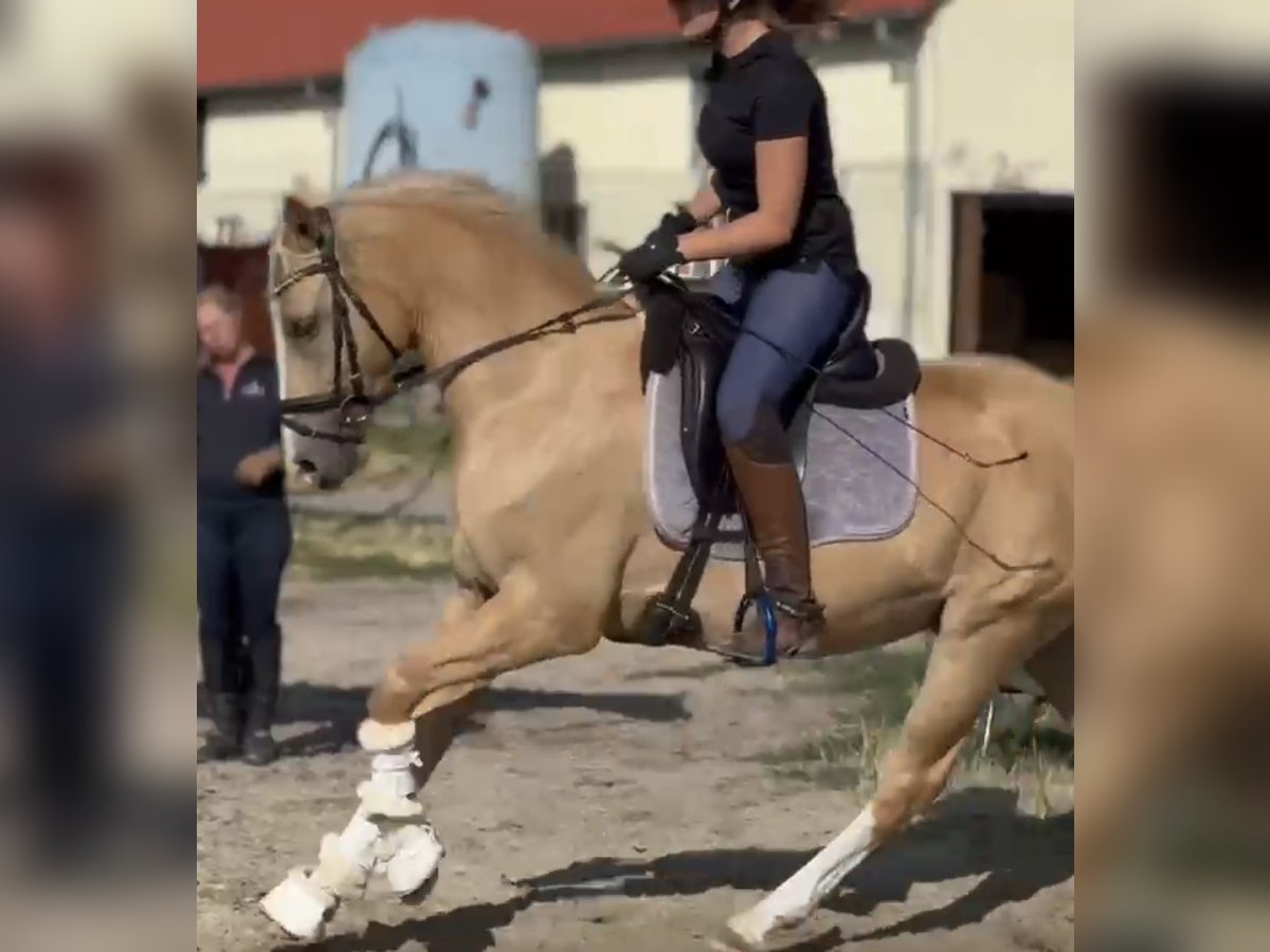 Niemiecki kuc wierzchowy Wałach 4 lat 147 cm Izabelowata in Thyrow