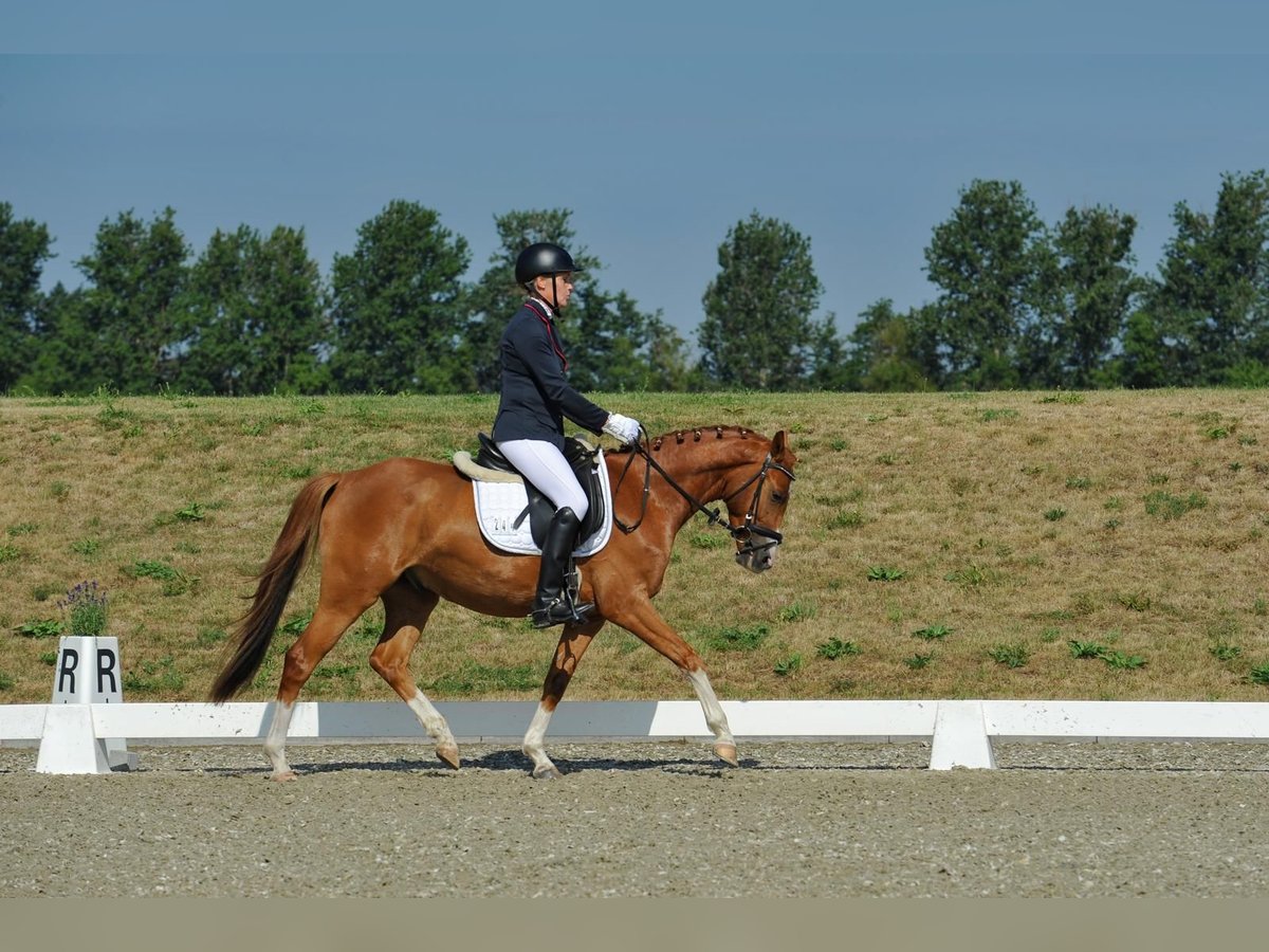 Niemiecki kuc wierzchowy Wałach 4 lat 147 cm Kasztanowata in Sch&#xF6;nefeld