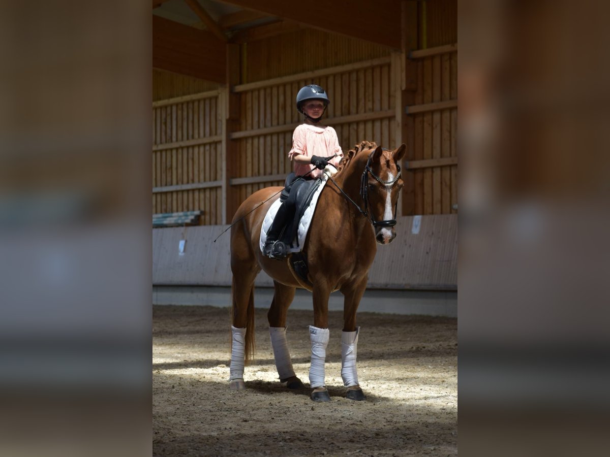 Niemiecki kuc wierzchowy Wałach 4 lat 147 cm Kasztanowata in Weilheim in Oberbayern