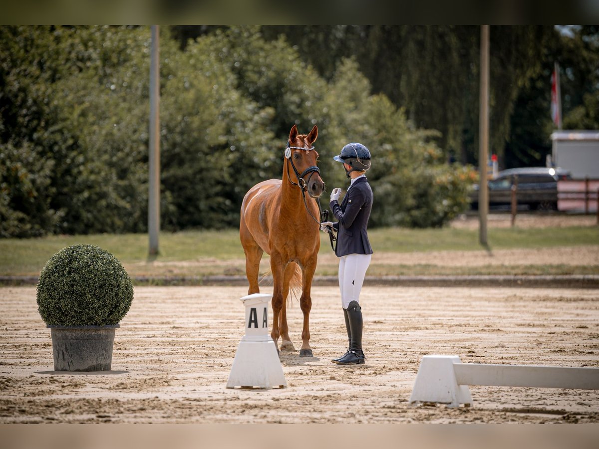 Niemiecki kuc wierzchowy Wałach 4 lat 150 cm Kasztanowata in L&#xFC;dinghausen